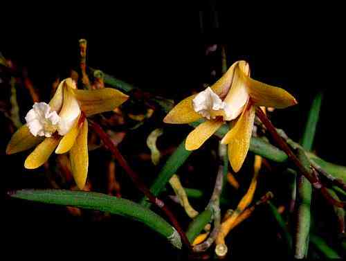 Dendrobium striolatum